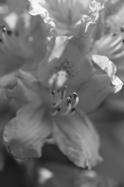 Flower 2