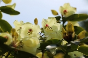 Flowers 2