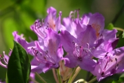 Flowers 1