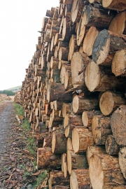 Fresh cut logs