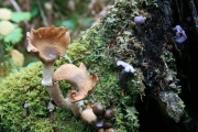 Fungi