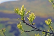 Lit leaves