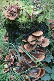 Mushrooms