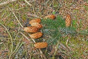 Pine cones