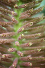 Plant 2
