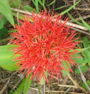 Red flower