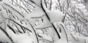 Snow and branches