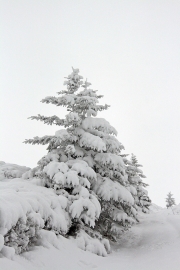 Snow covered tree