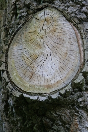 Tree rings
