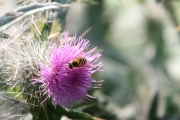 Wasp & flower