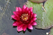 Water Lily_002