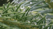 Water droplets