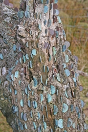 Wishing tree 1