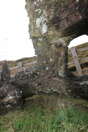 Wishing tree 2