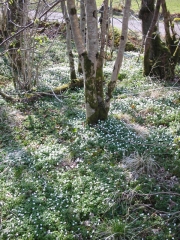 Woodland Anemones