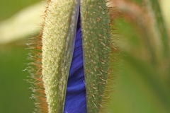 Blue tulip bud
