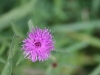 Flower 1