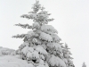 Snow covered tree