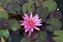 Water Lily_001